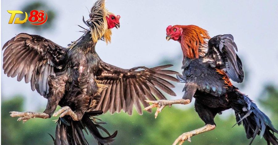 Đá gà theo 12 con giáp mang đến nhiều ưu điểm